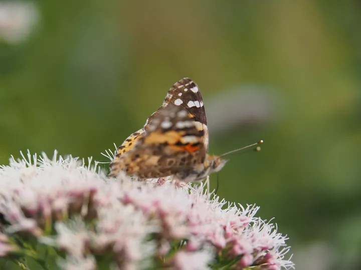 Painted lady aslo know as the Cosmopolitan (Vanessa cardui)